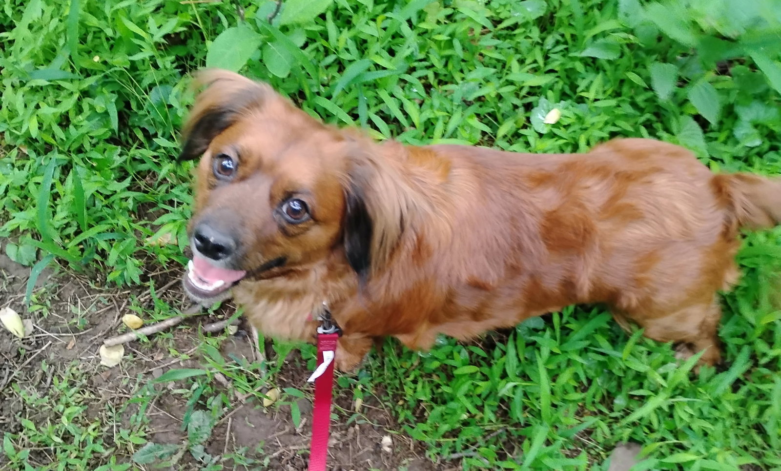 Little Paws Dachshund Rescue
