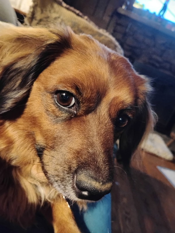 Lil Bit (being fostered in West Virginia)