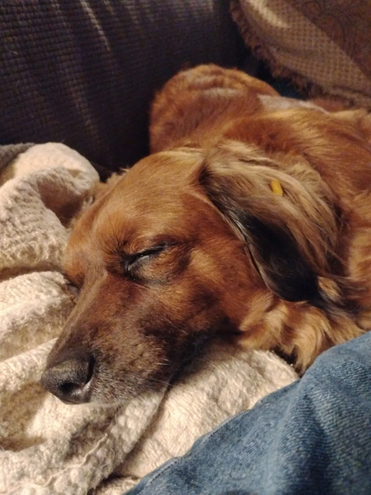 Lil Bit Being Fostered In West Virginia image 3