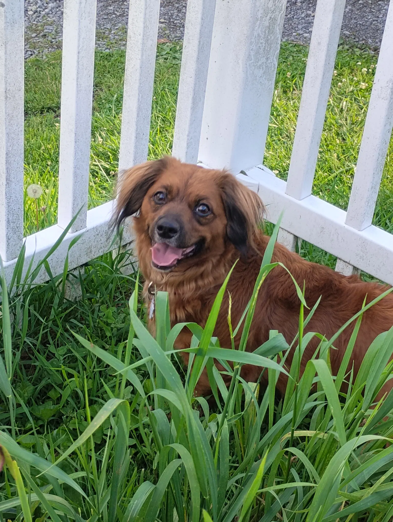 Lil Bit Being Fostered In West Virginia image 2