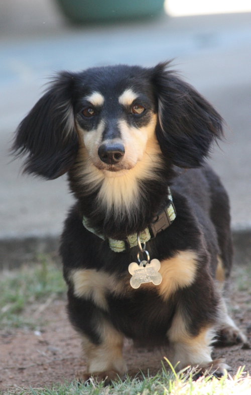 Nutmeg2, an adoptable Dachshund in Brookfield, MD
