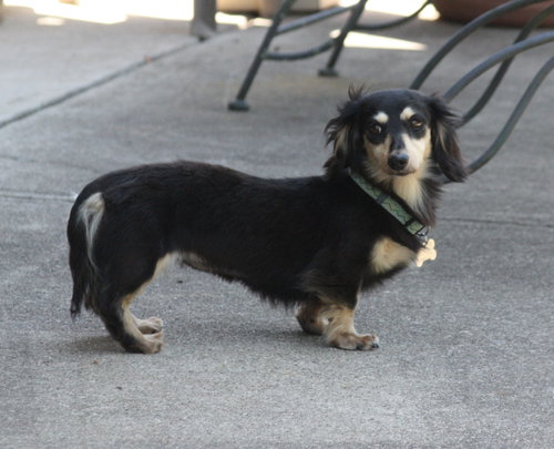 Nutmeg2 (located in Cumming, GA), photo 2