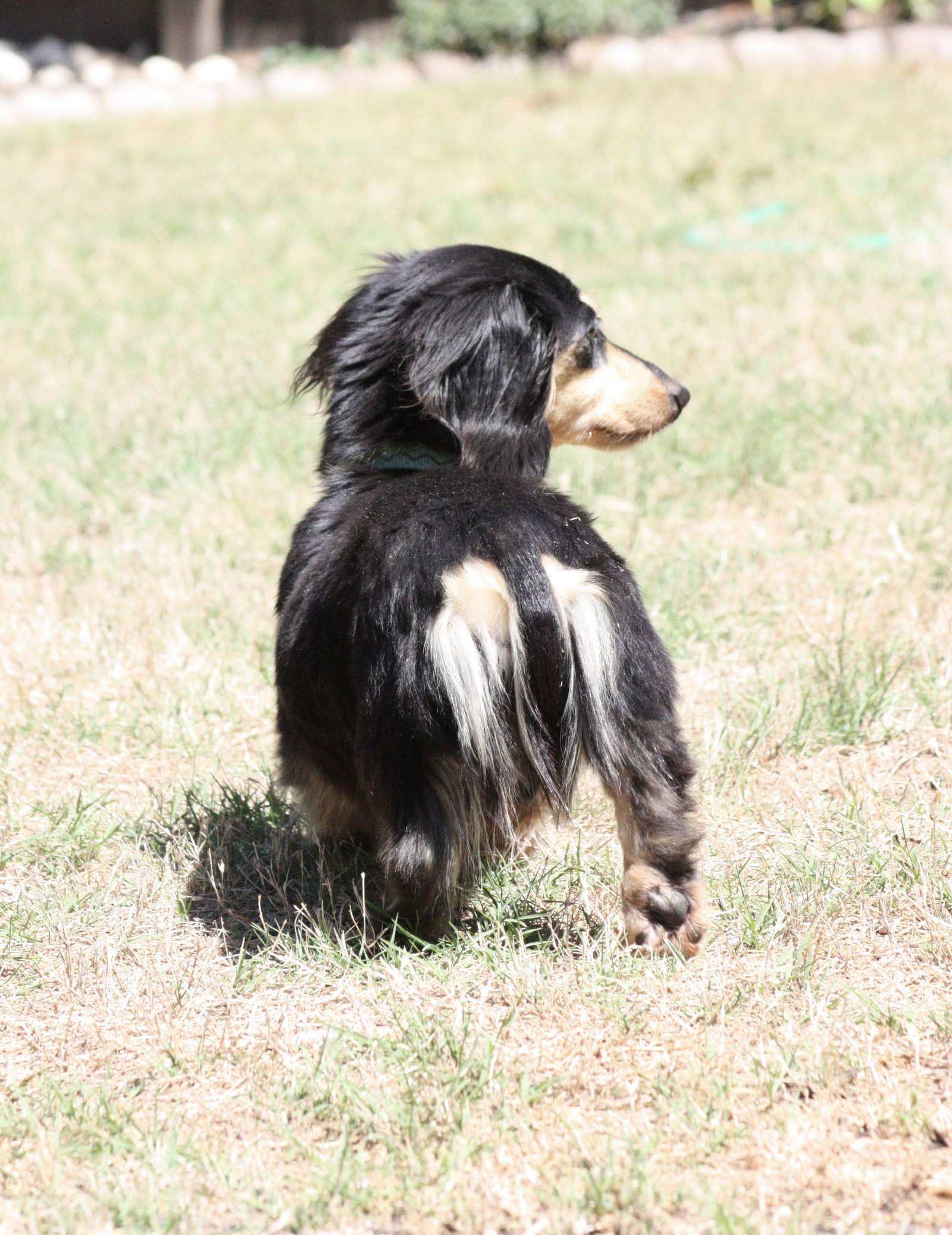 Little Paws Dachshund Rescue