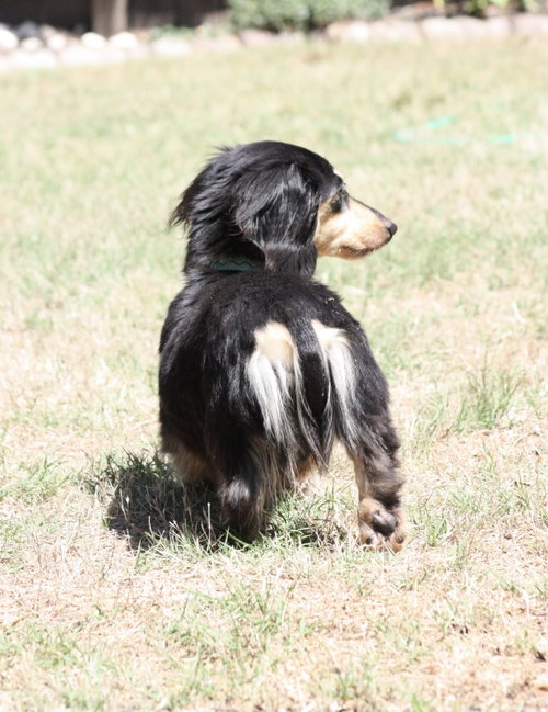 Nutmeg2 (located in Cumming, GA), photo 3