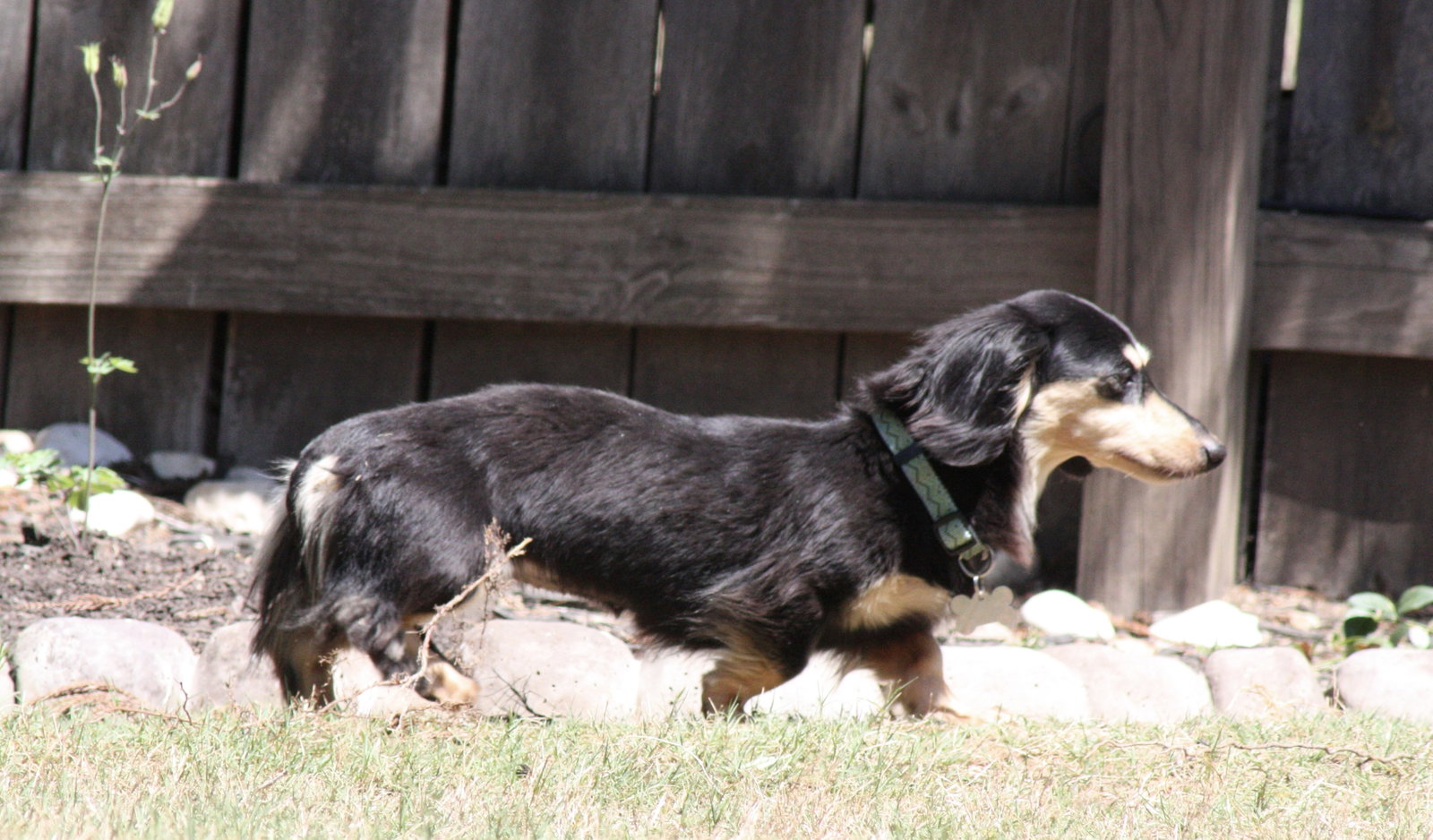 Little Paws Dachshund Rescue