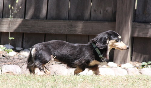 Nutmeg2 (located in Cumming, GA), photo 4