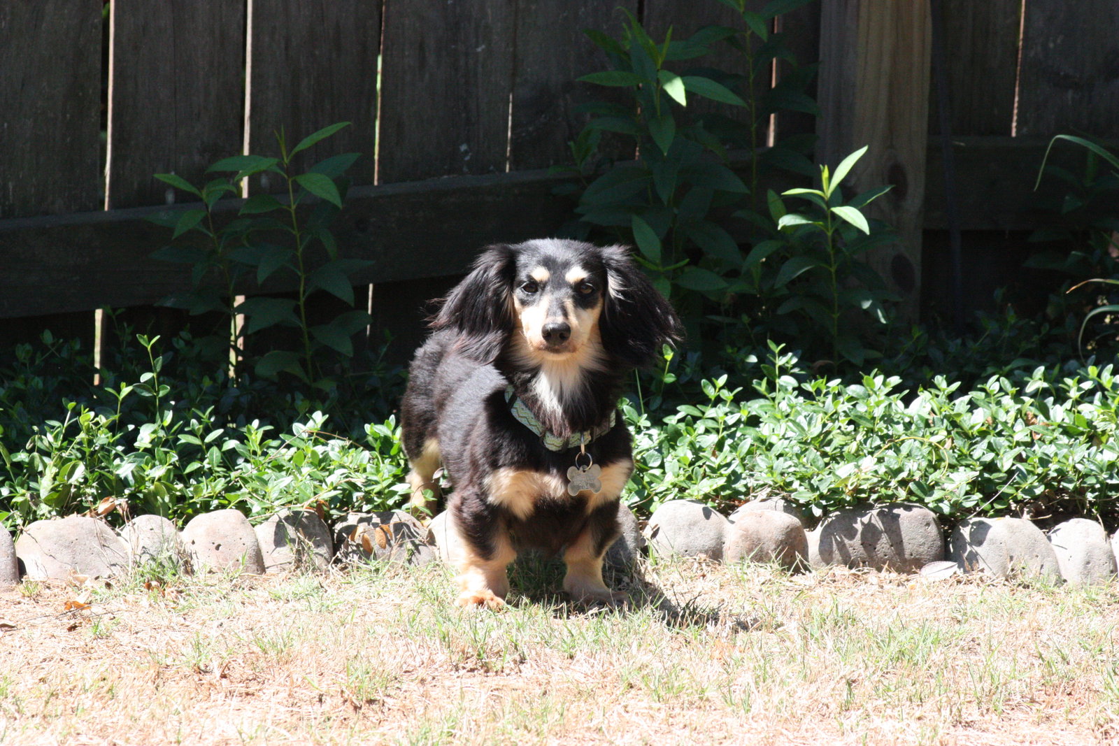 Little Paws Dachshund Rescue