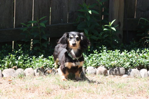 Nutmeg2 (located in Cumming, GA), photo 5