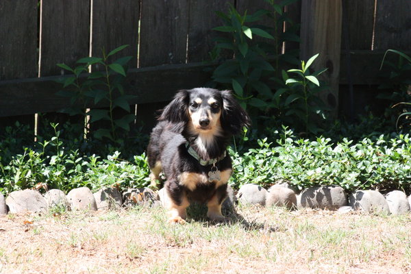 Nutmeg2 (being fostered in Georgia)