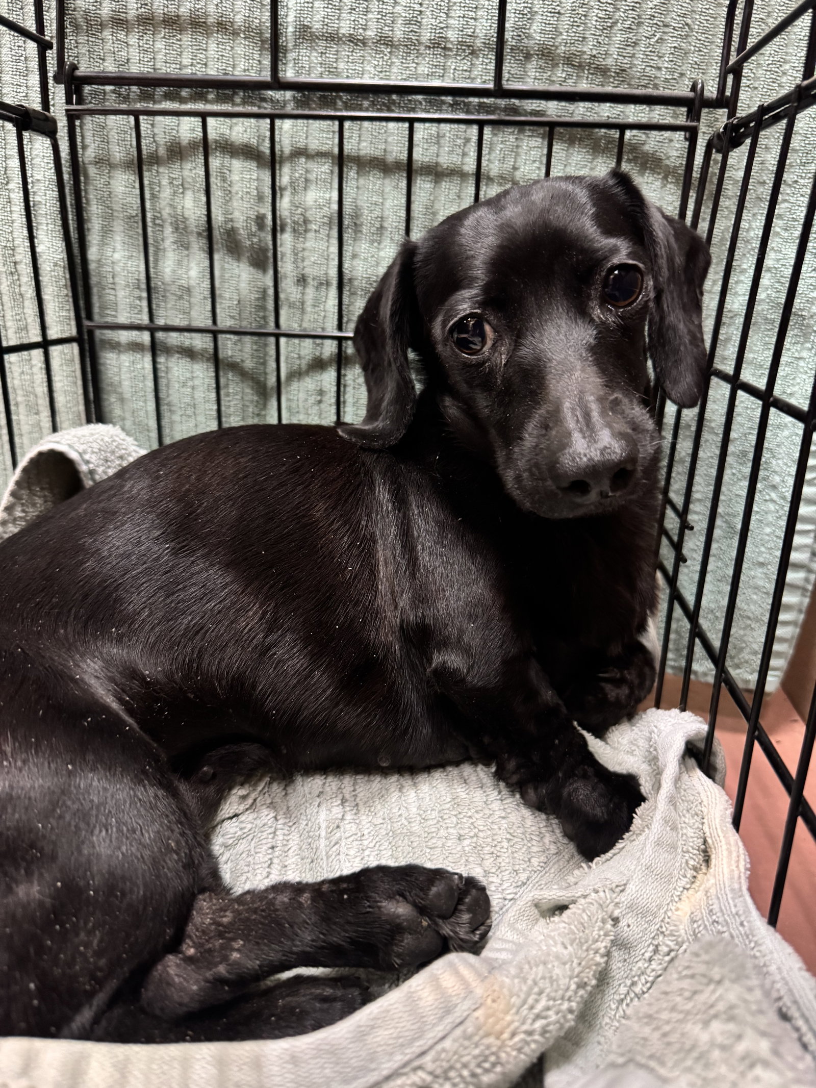 Pearl4 (being fostered in North Carolina)