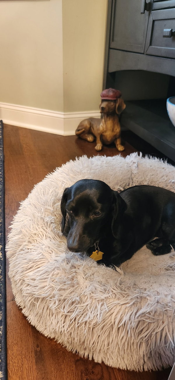 Pearl4 (being fostered in North Carolina)