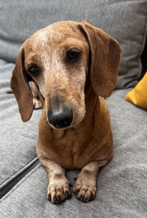 Ariel2, an adoptable Dachshund in Brookfield, MD