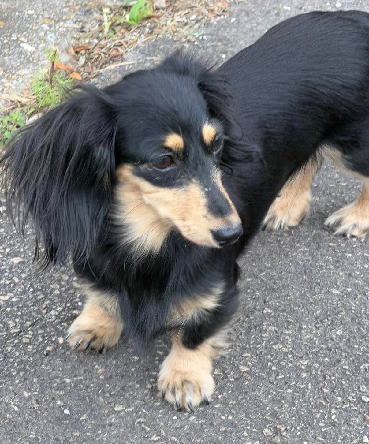 Little Paws Dachshund Rescue
