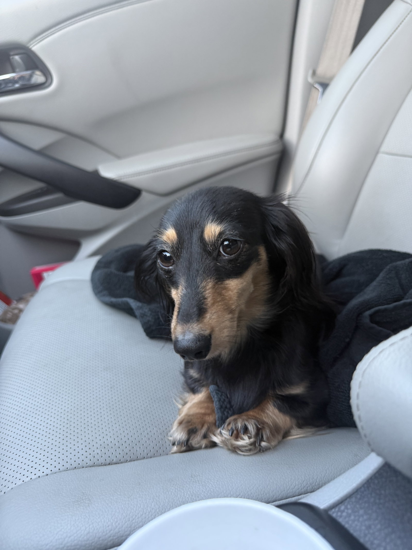 Little Paws Dachshund Rescue