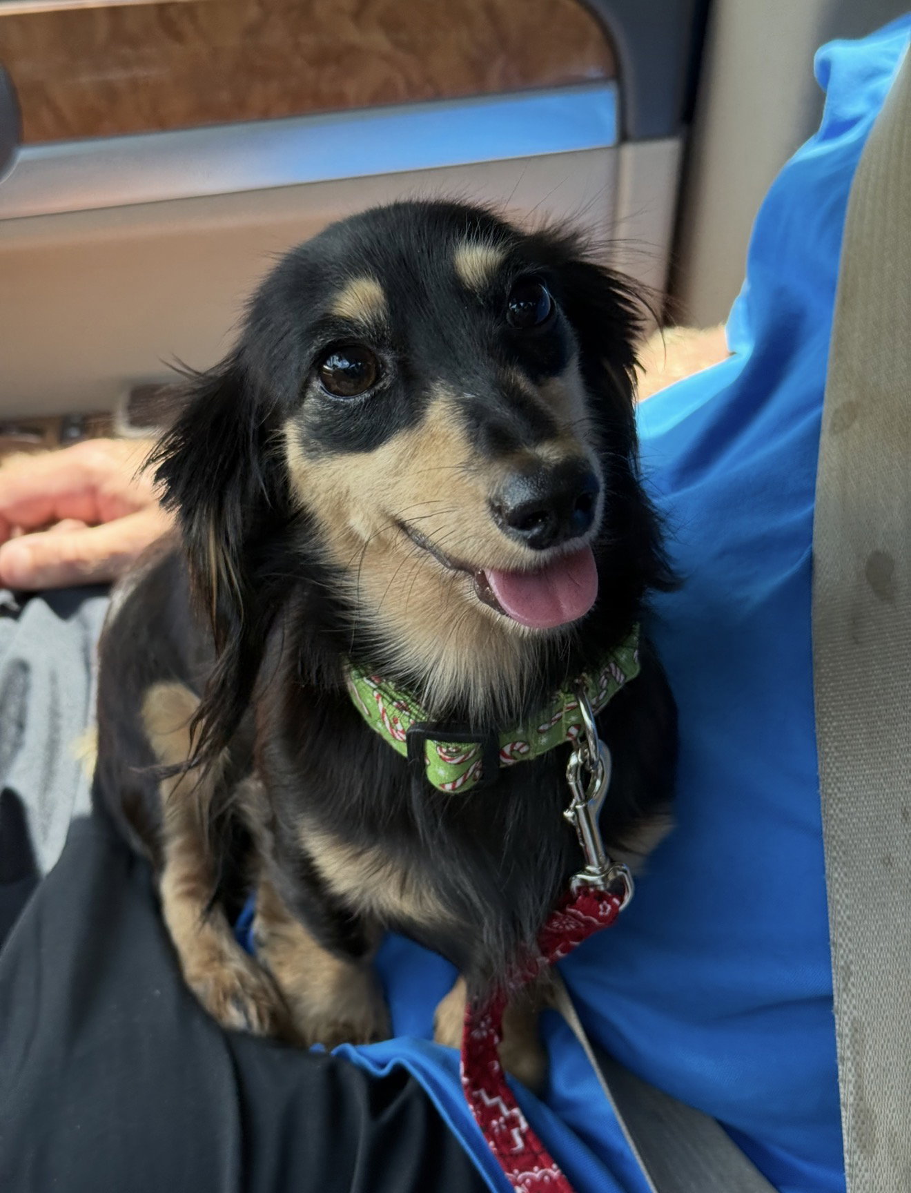 Little Paws Dachshund Rescue
