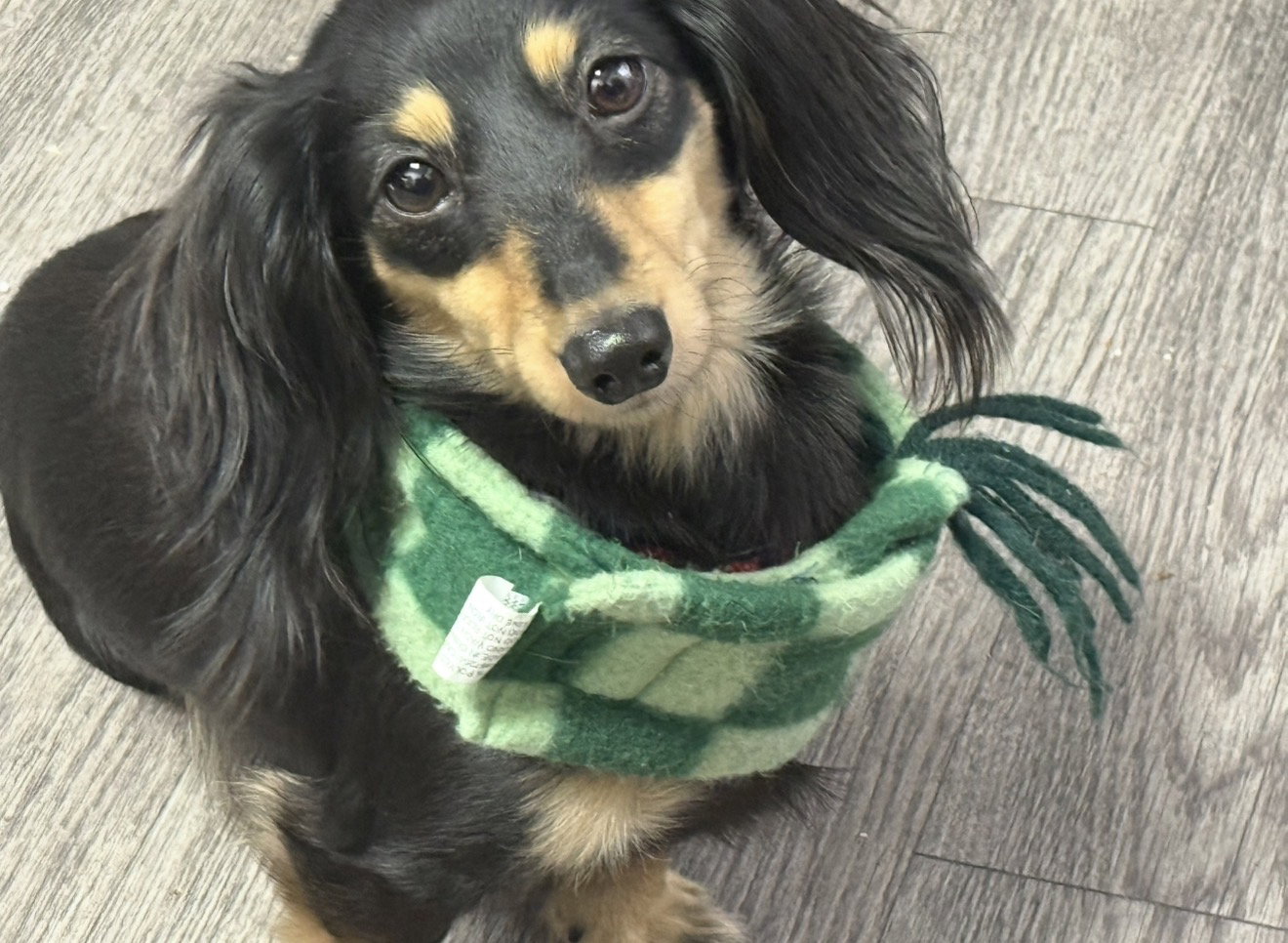Little Paws Dachshund Rescue
