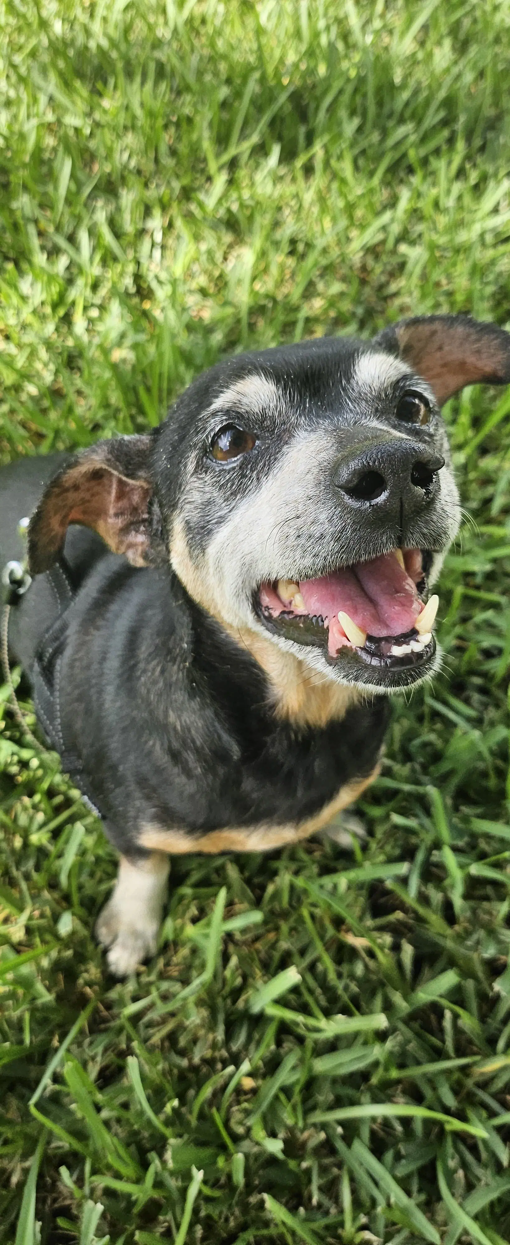 Snyder - Dachshund
