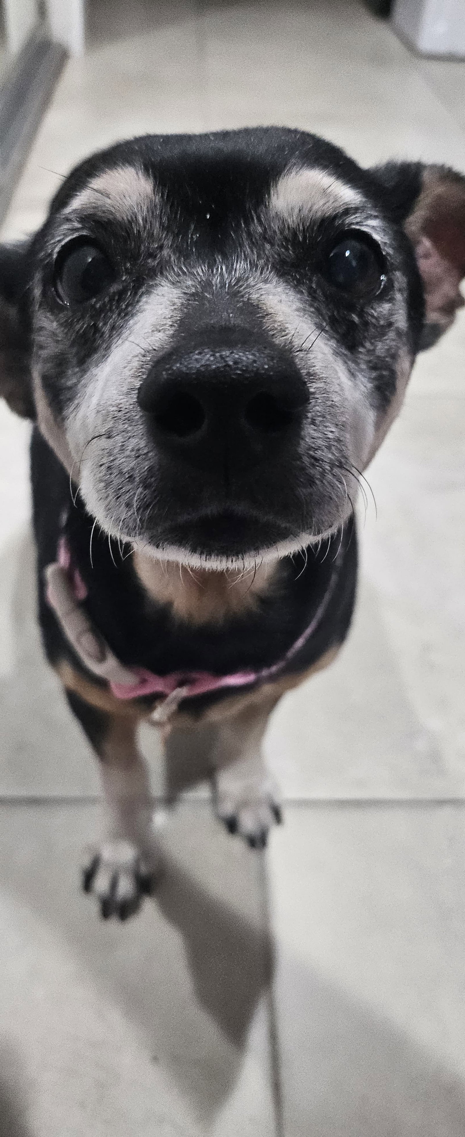 Little Paws Dachshund Rescue