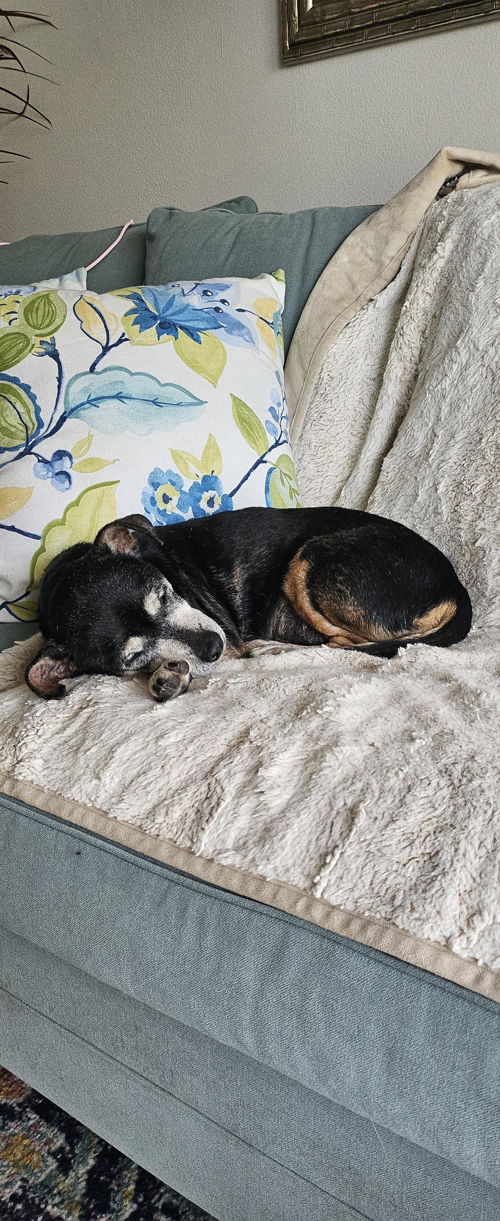 Little Paws Dachshund Rescue