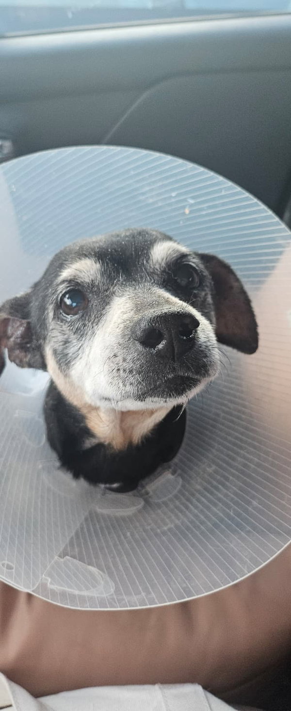 Snyder (being fostered in Miami, FL)