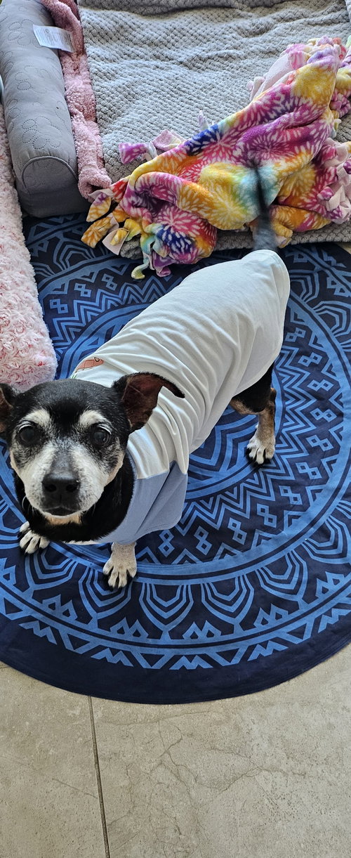 Snyder (being fostered in Miami, FL), photo 2