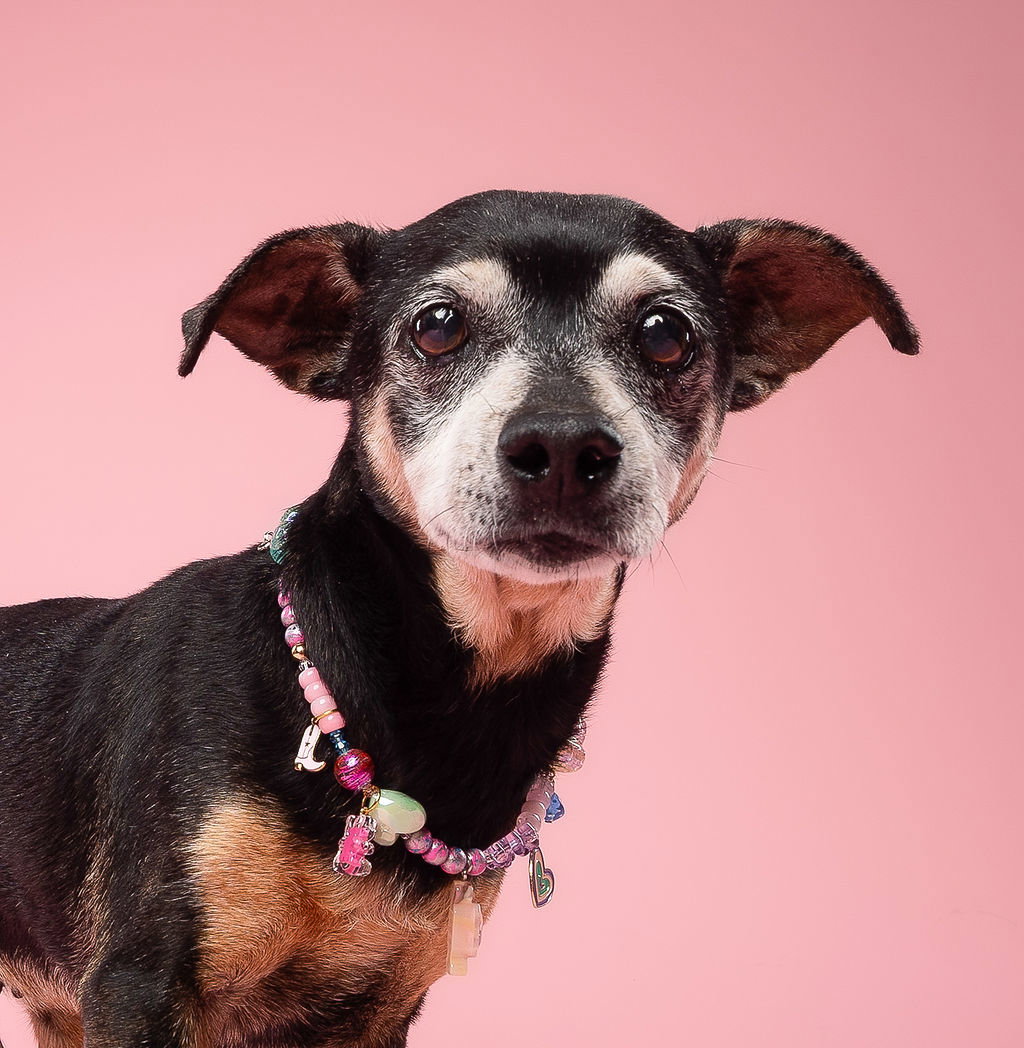 Little Paws Dachshund Rescue