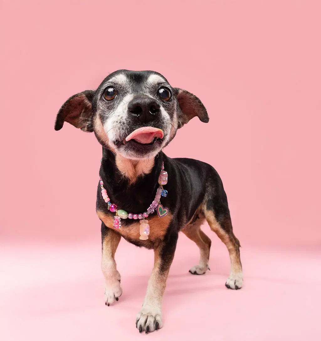 Snyder Being Fostered In Miami Fl - Dachshund