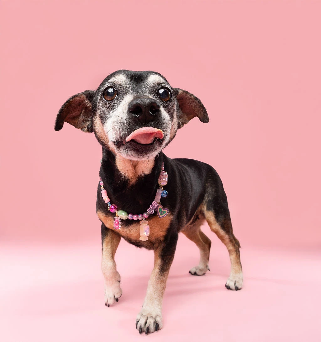 Snyder Being Fostered In Miami Fl