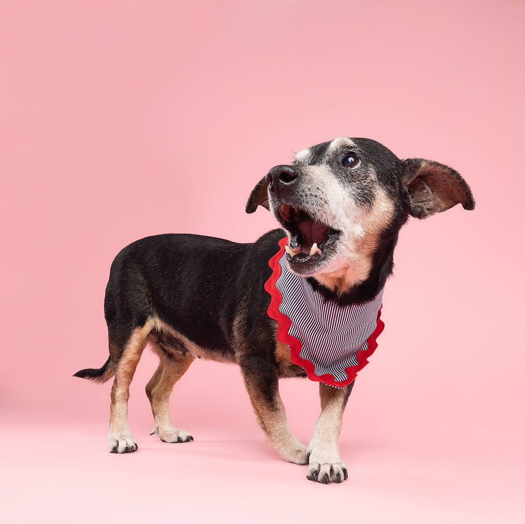 Little Paws Dachshund Rescue