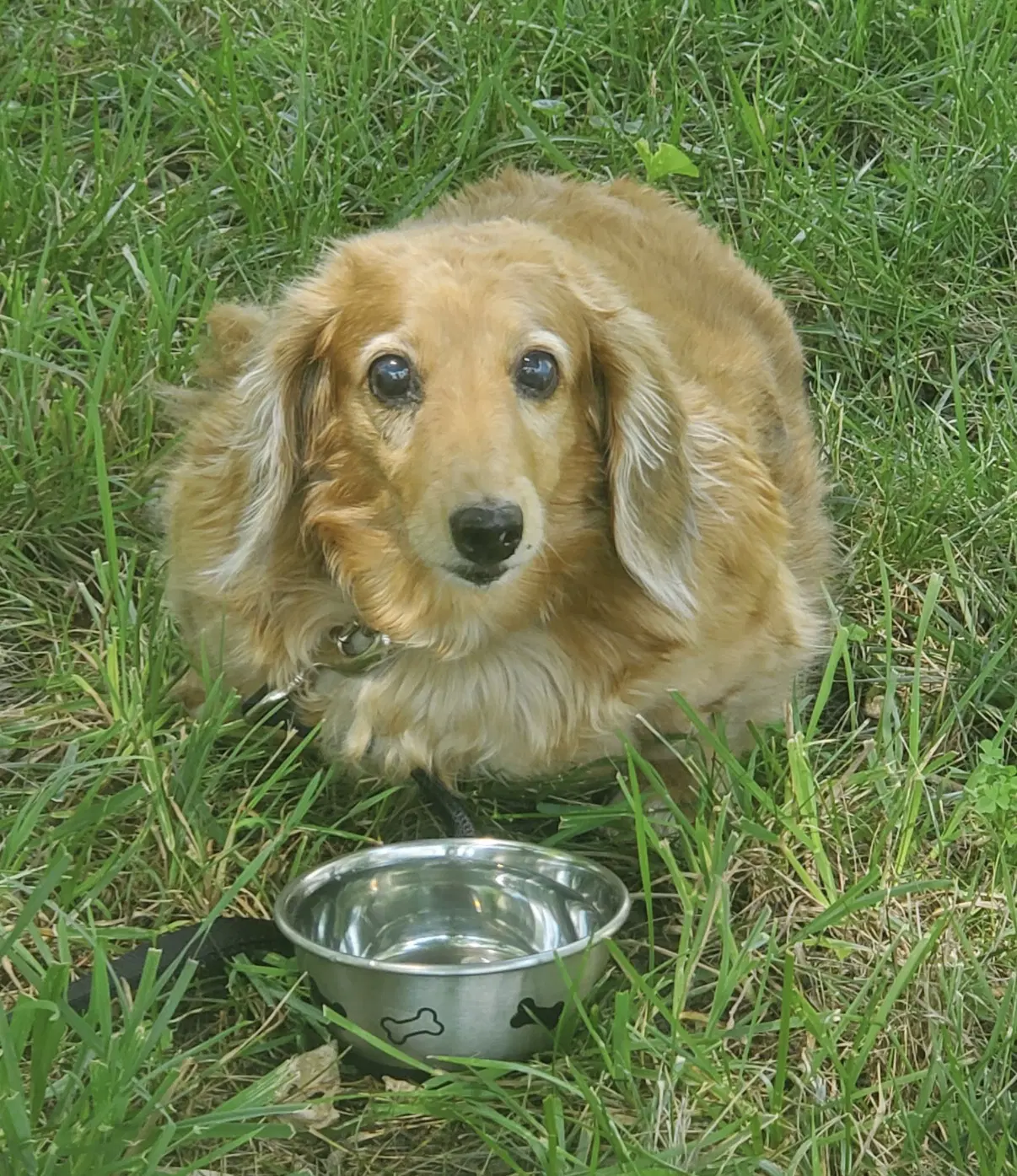 Aurora Rory - Dachshund