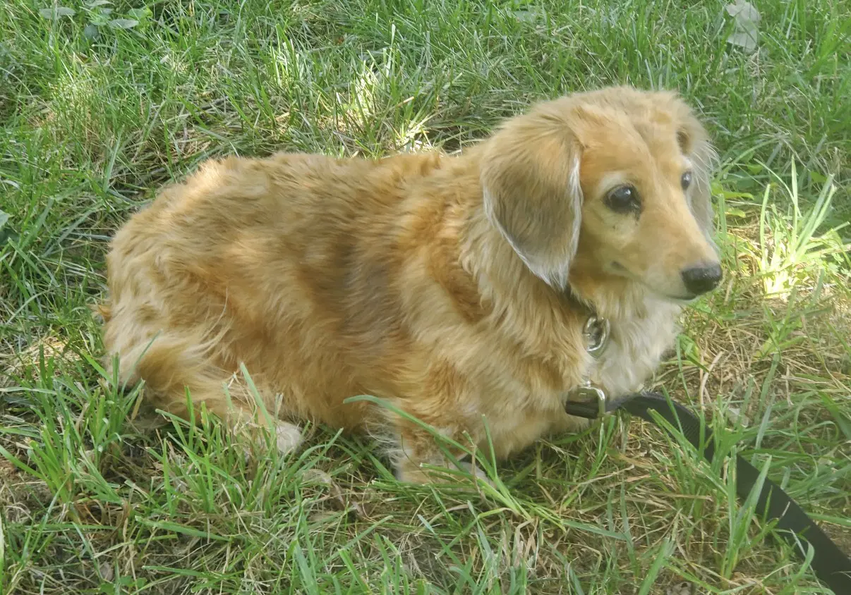 Aurora Rory image 3
