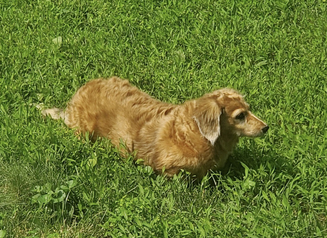 Little Paws Dachshund Rescue