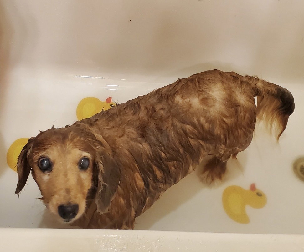 Little Paws Dachshund Rescue