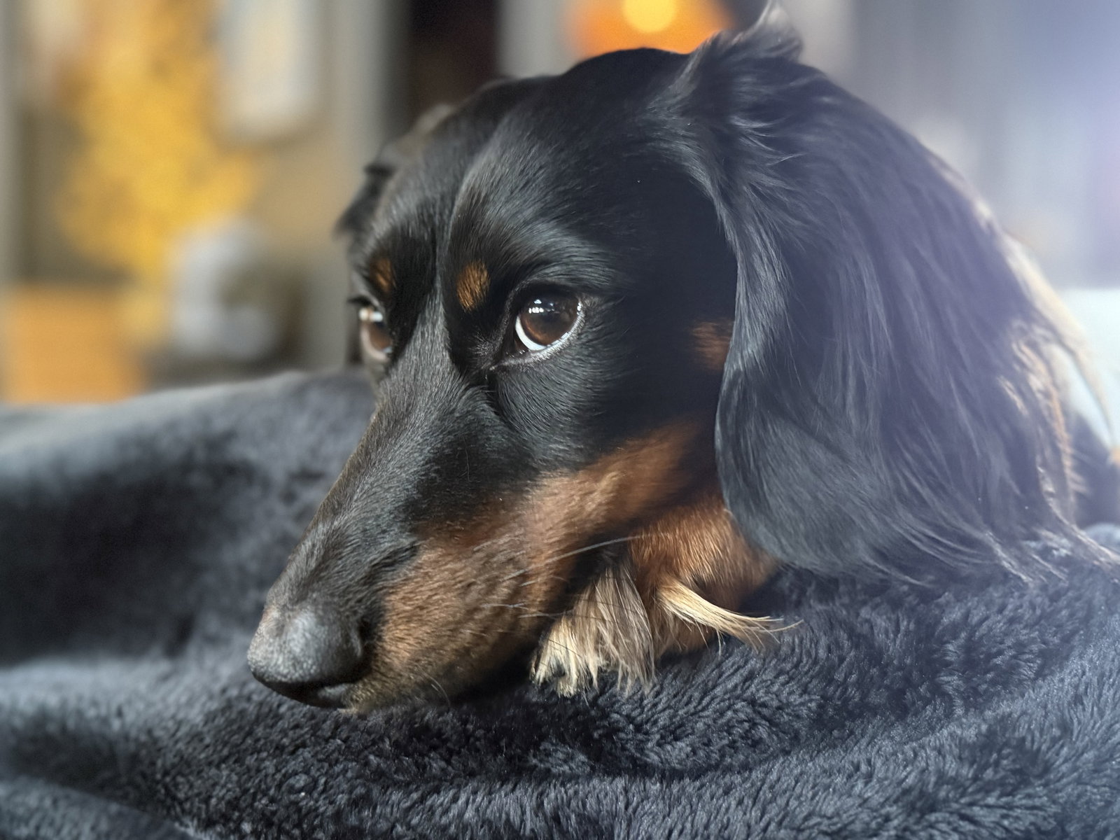 Little Paws Dachshund Rescue