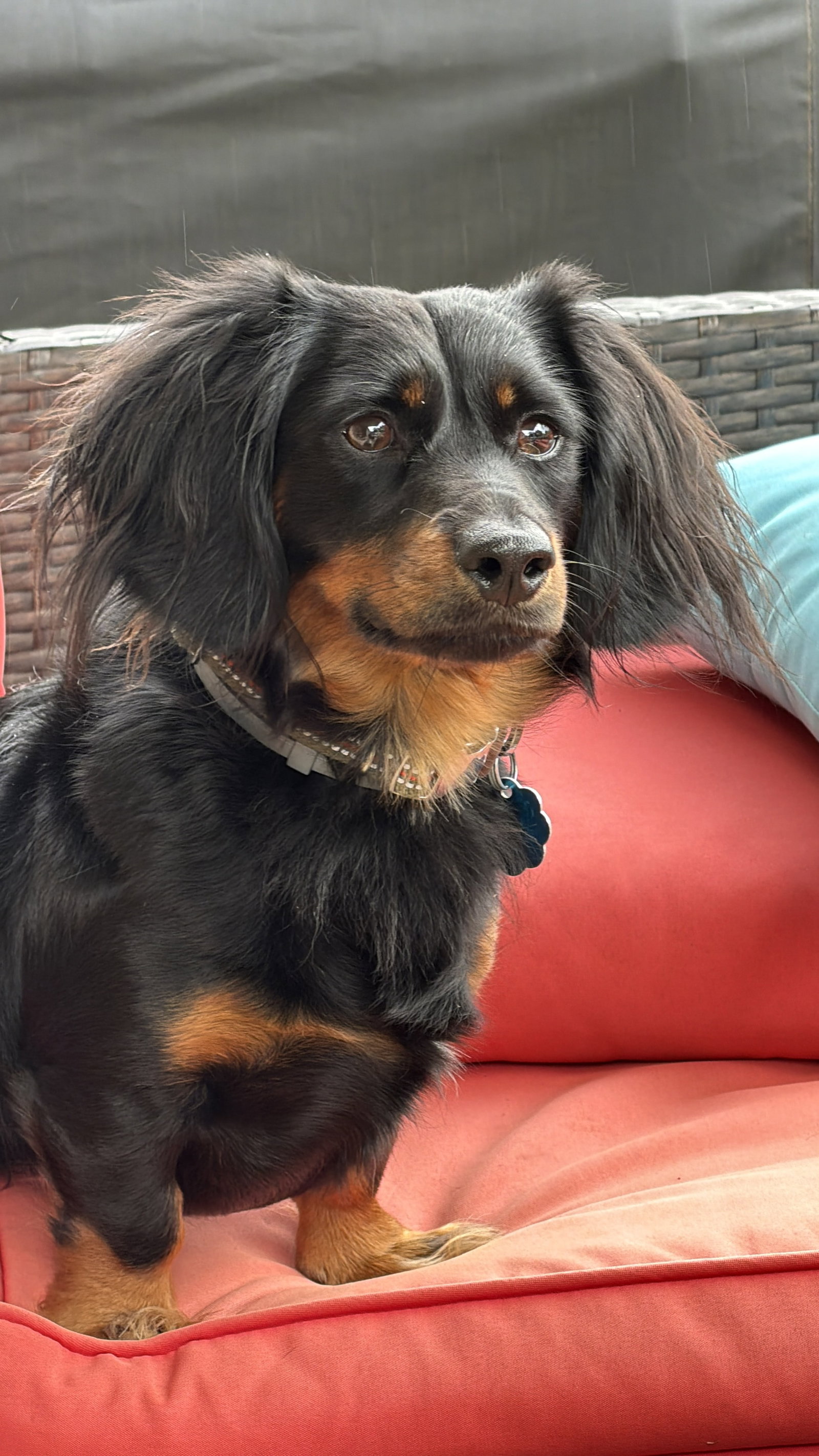 Little Paws Dachshund Rescue