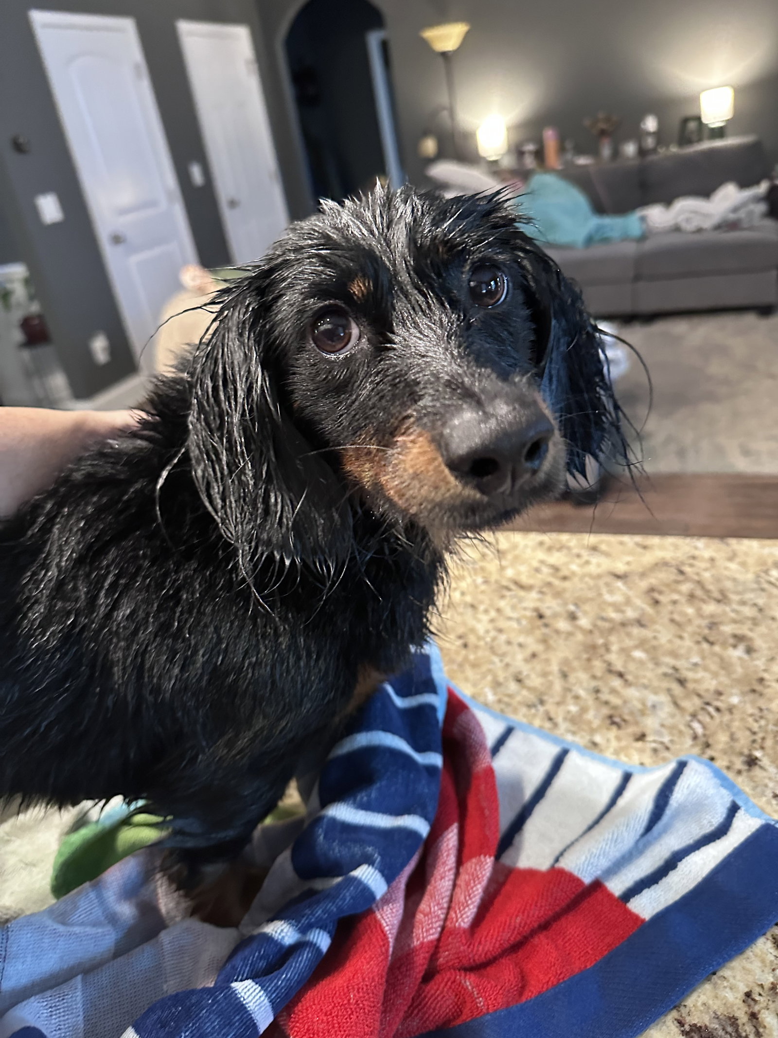 Little Paws Dachshund Rescue