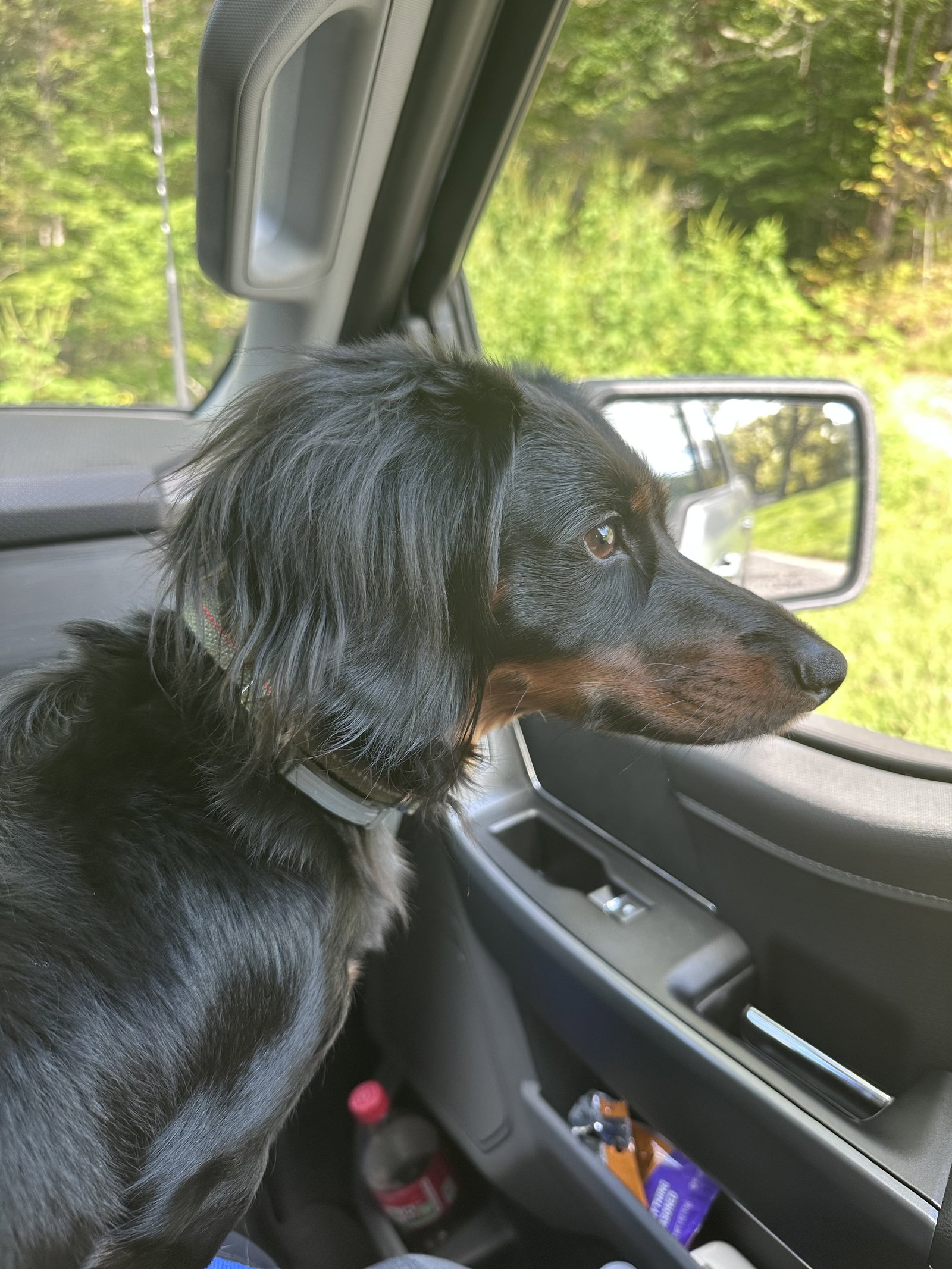 Little Paws Dachshund Rescue