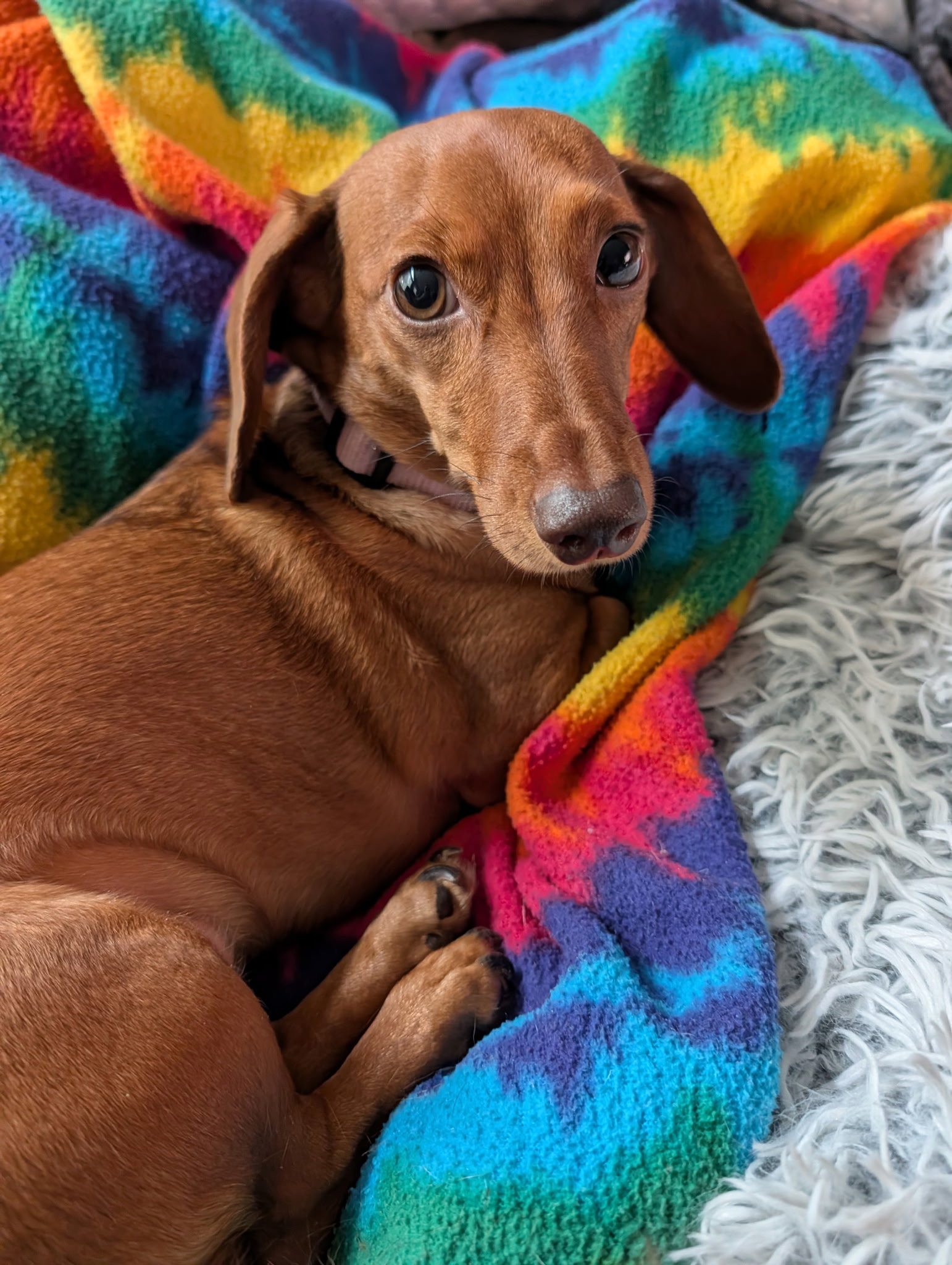 Little Paws Dachshund Rescue