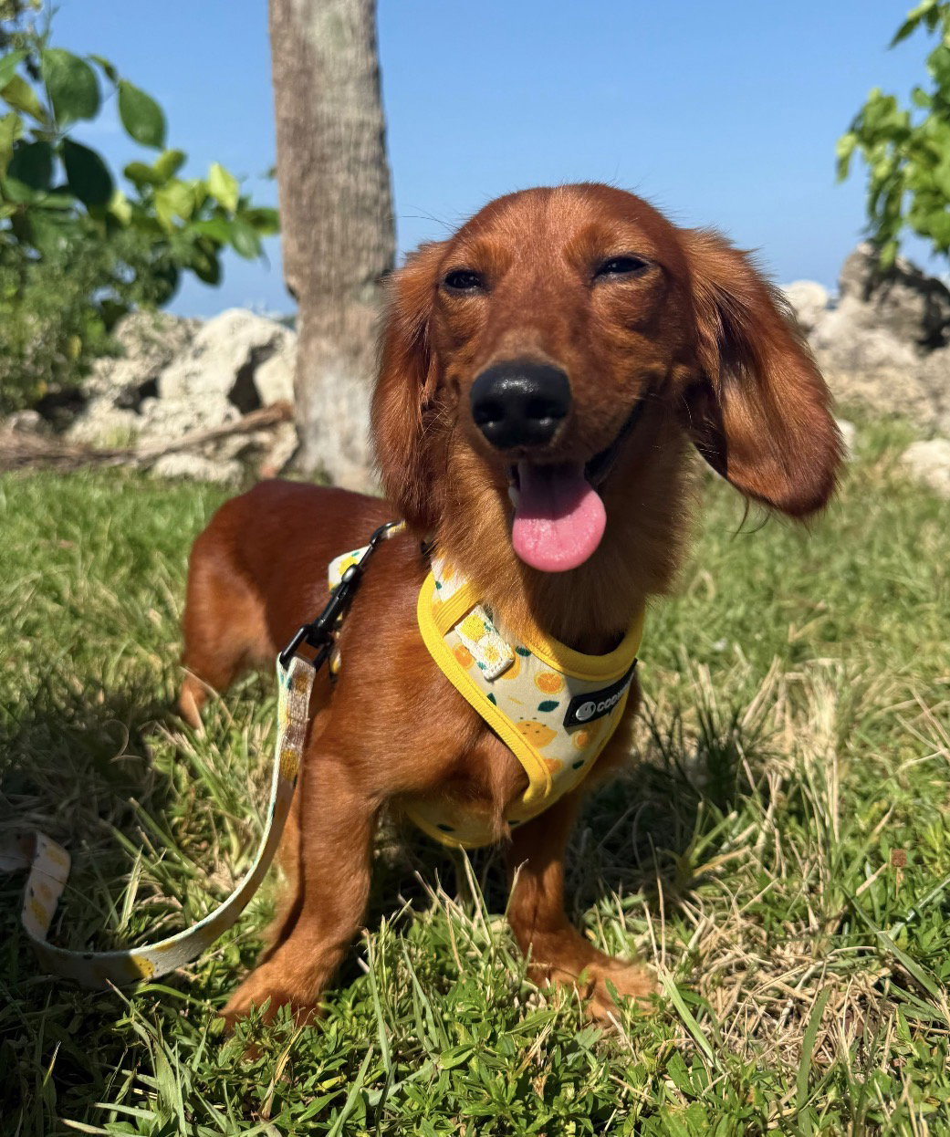 Little Paws Dachshund Rescue