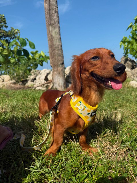Little Paws Dachshund Rescue