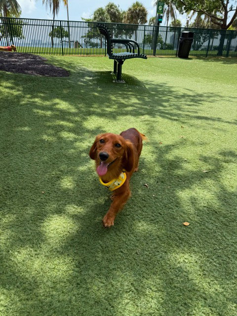 Little Paws Dachshund Rescue