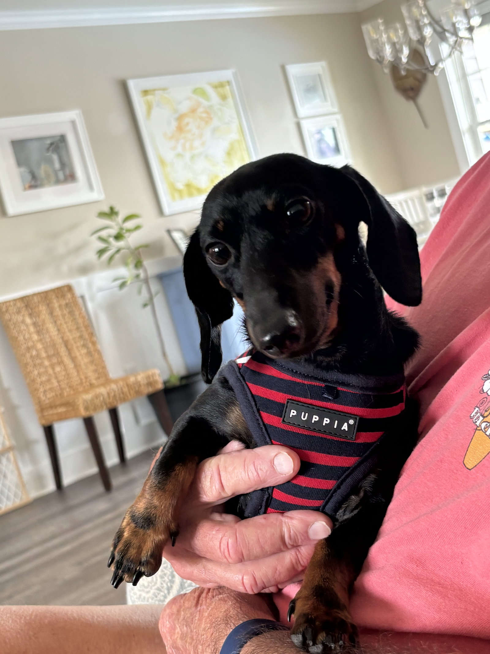 Little Paws Dachshund Rescue