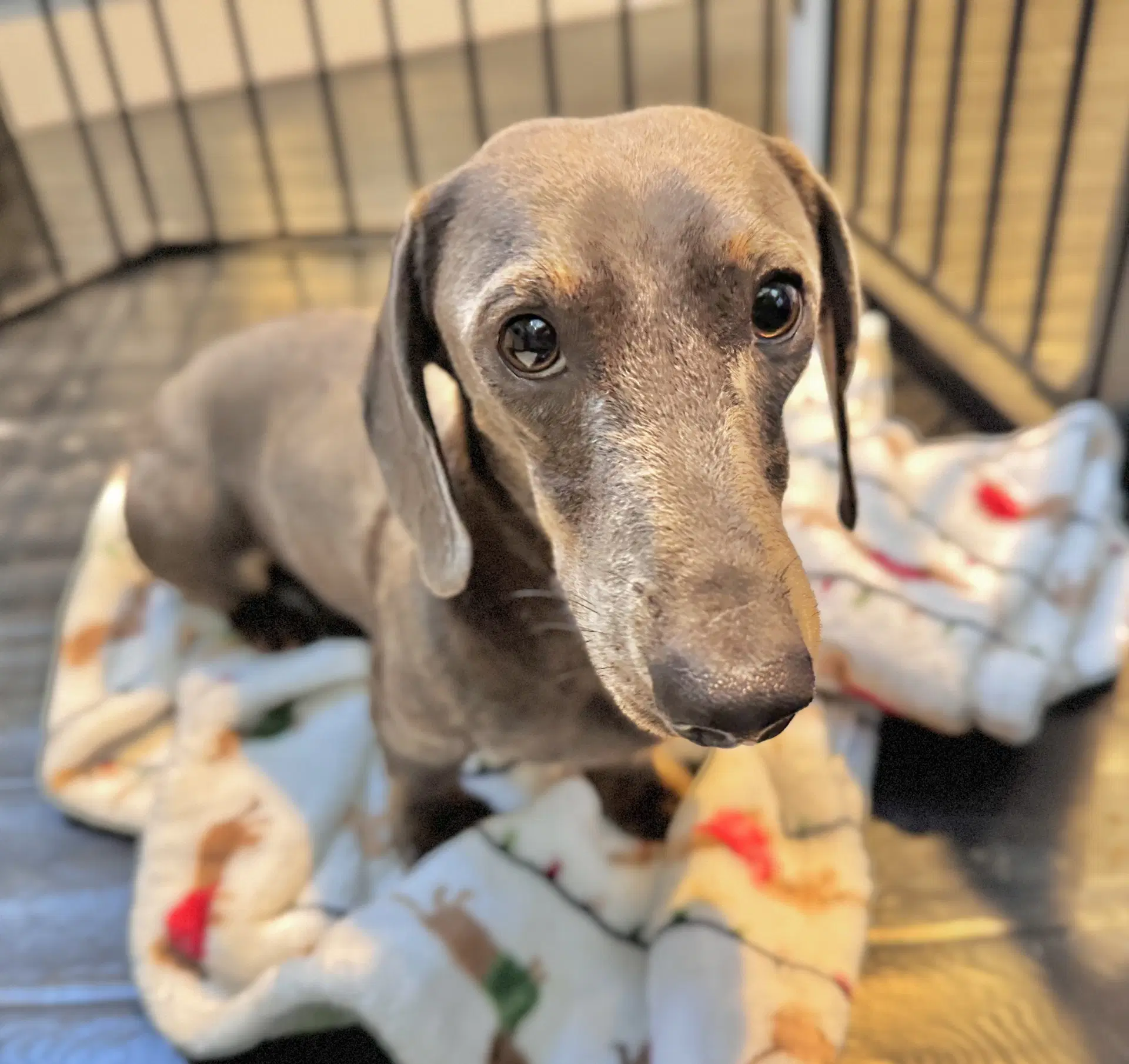 Rambo Being Fostered In Jacksonville Fl image 2