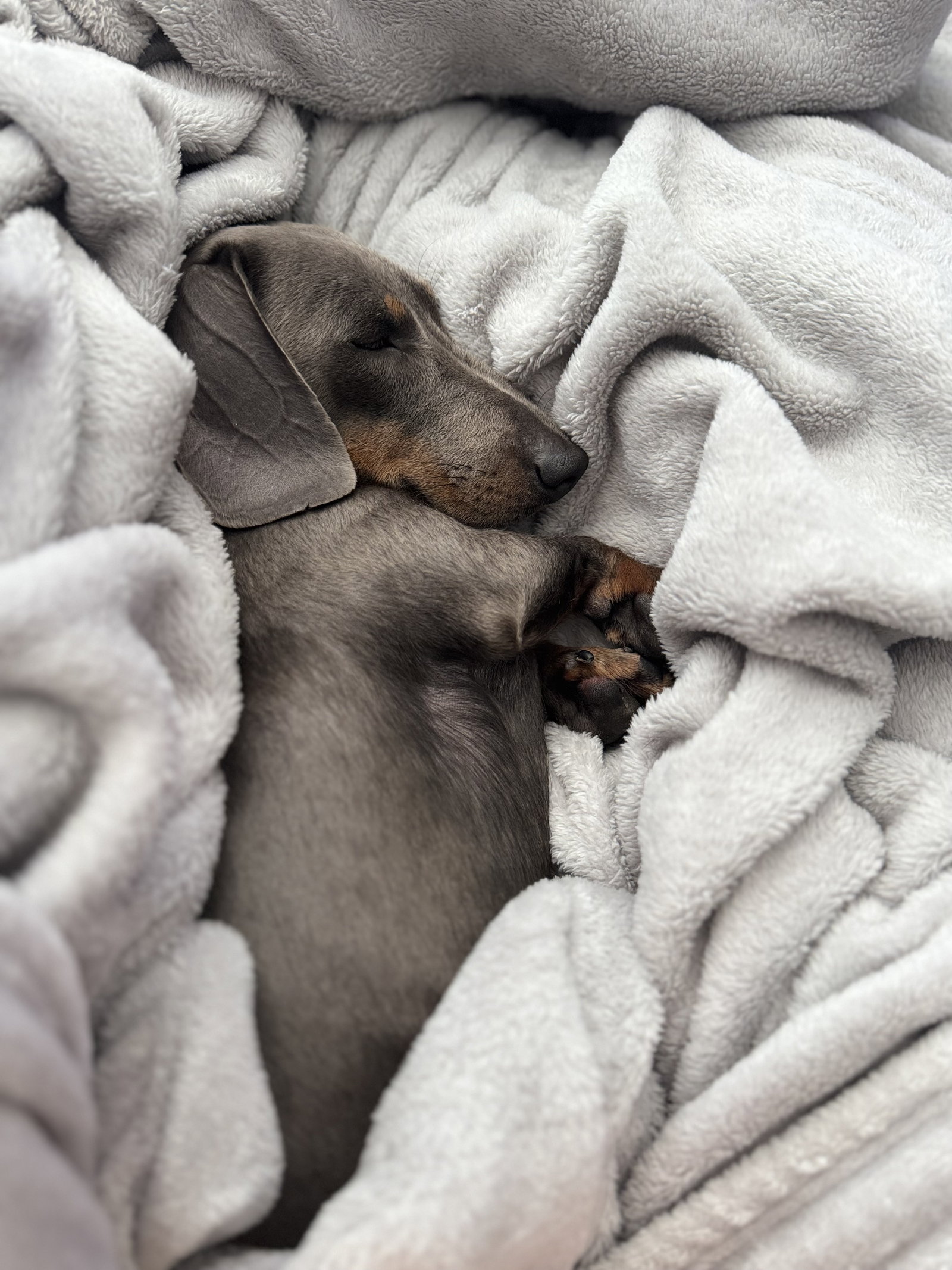 Little Paws Dachshund Rescue