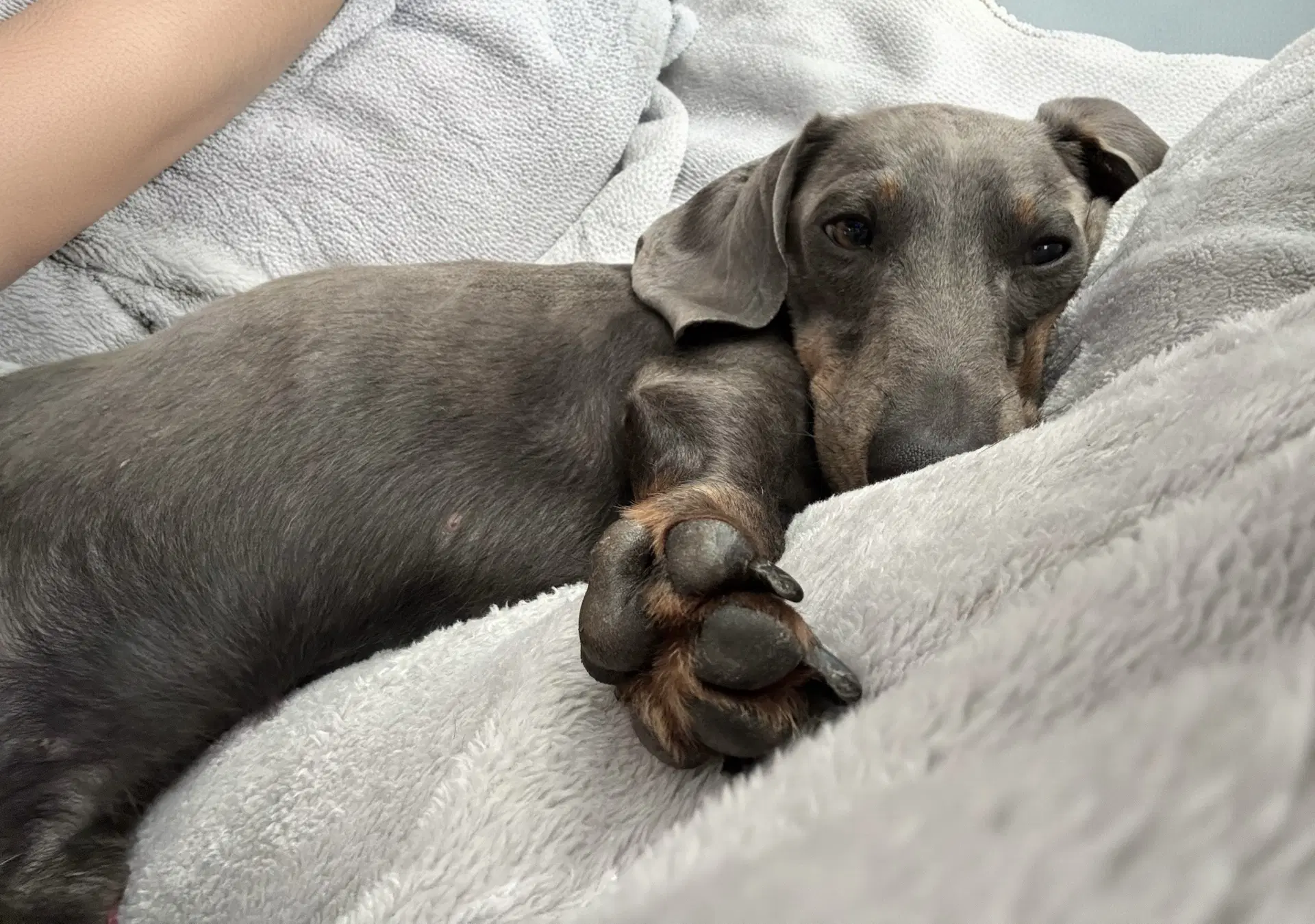 Rambo Being Fostered In Jacksonville Fl - Dachshund