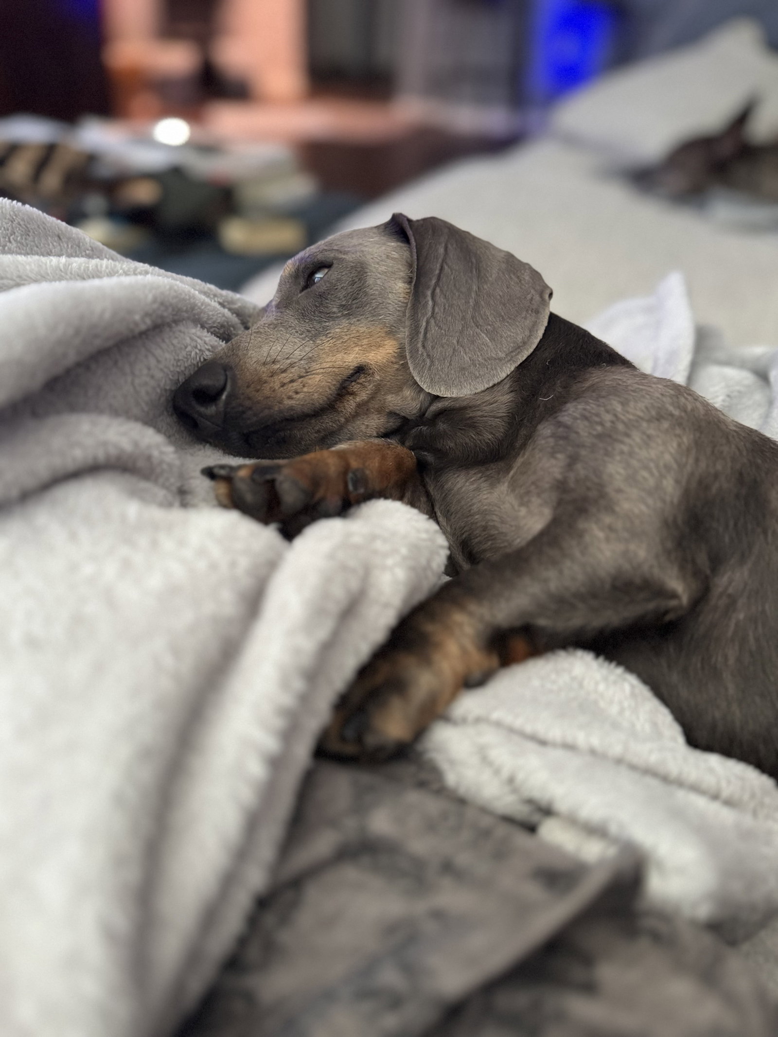 Little Paws Dachshund Rescue