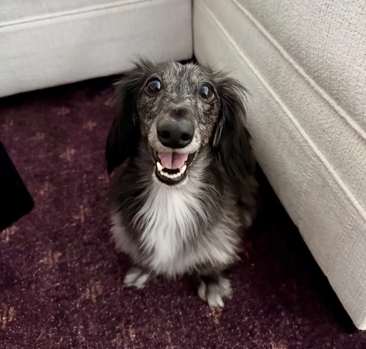 Frank - Dachshund