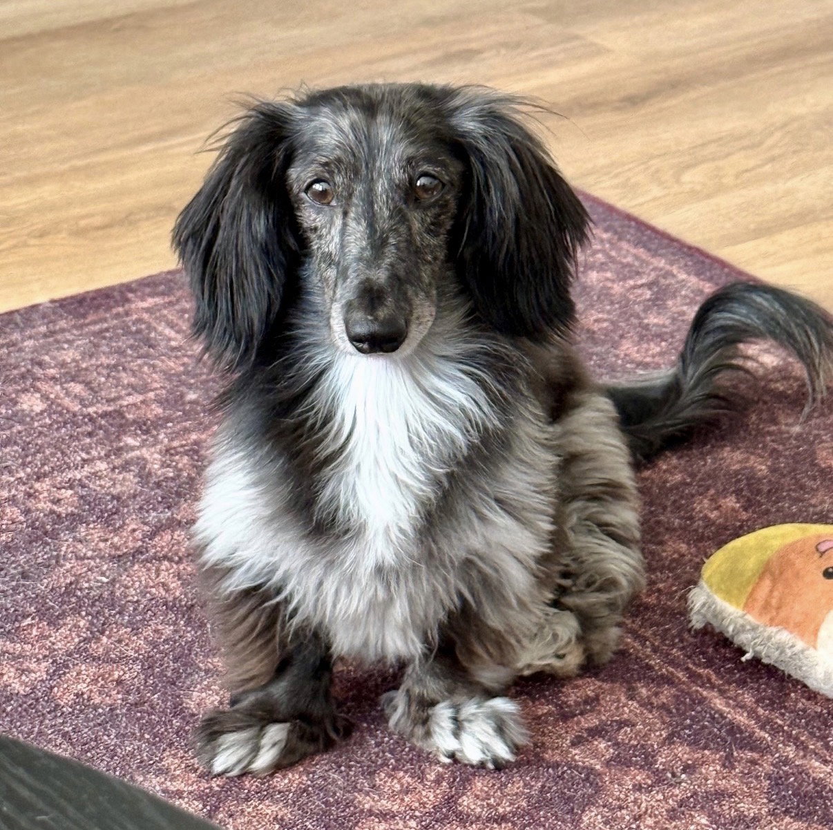Little Paws Dachshund Rescue