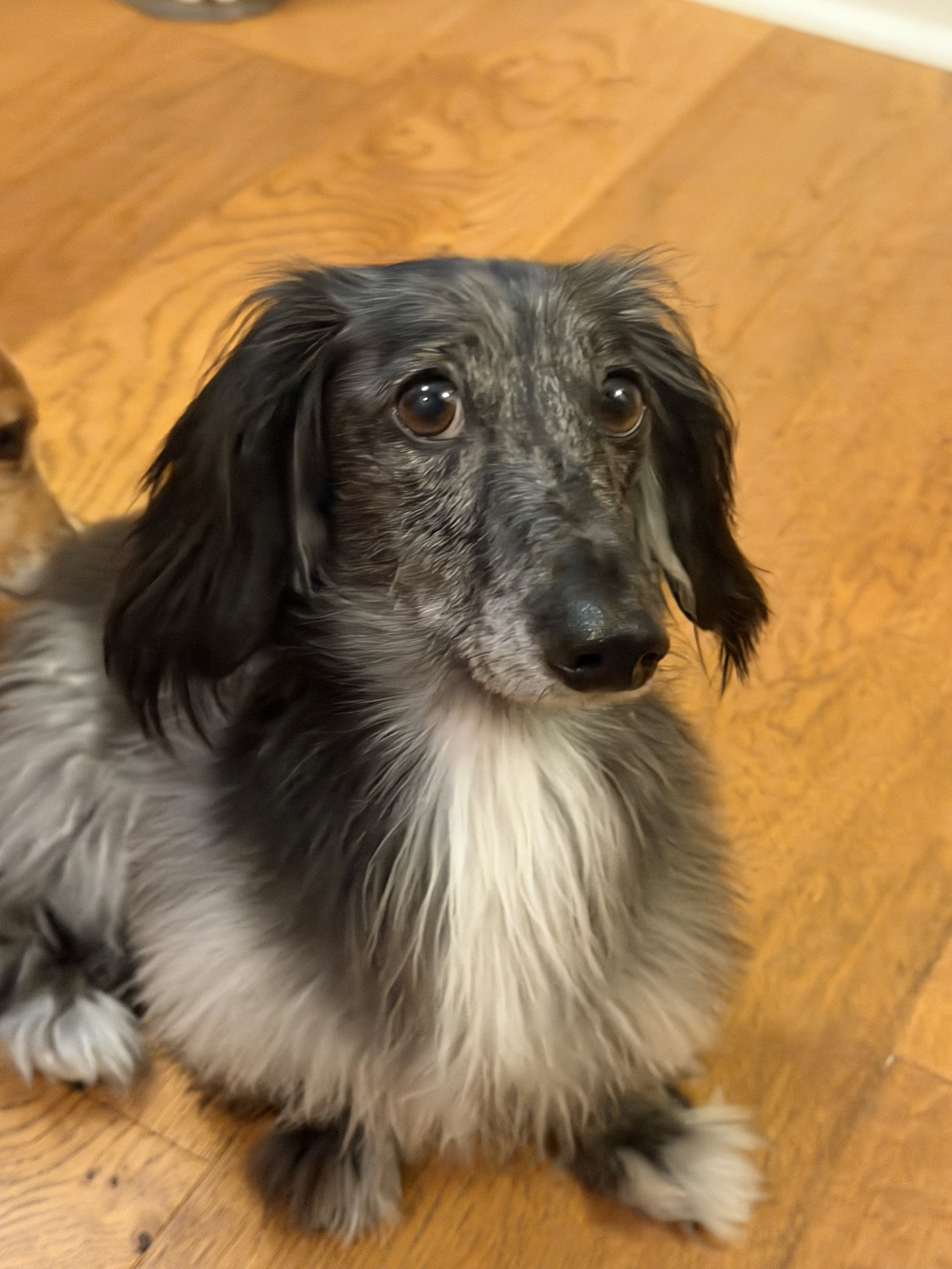 Little Paws Dachshund Rescue