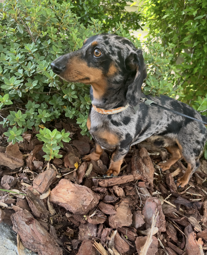 Little Paws Dachshund Rescue
